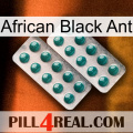 African Black Ant dapoxetine2